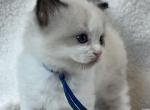 RESERVED Oden - Ragdoll Kitten For Sale - 
