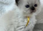RESERVED Crummitt - Ragdoll Kitten For Sale - Columbia&comma; MD&comma; US