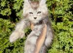 High smoke poly  Baron - Maine Coon Kitten For Sale - Huntley&comma; IL&comma; US