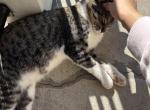 Musya - American Shorthair Cat For Sale - West Springfield&comma; MA&comma; US