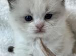 RESERVED Chen - Ragdoll Kitten For Sale - Columbia&comma; MD&comma; US