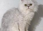 Nixie - Persian Kitten For Sale - Boiling Springs&comma; PA&comma; US