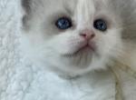 Bicolor Girl - Ragdoll Kitten For Sale - Columbia&comma; MD&comma; US