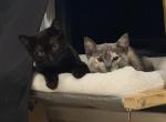 Luna and Latto - American Shorthair Kitten For Sale - Fairfield&comma; CA&comma; US