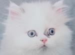 Lilac Bicolor Male CFA Registered - Himalayan Kitten For Sale - Palm Coast&comma; FL&comma; US