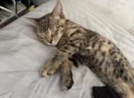 Butter - Domestic Kitten For Sale - Macungie&comma; PA&comma; US