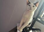 Moo - Domestic Kitten For Sale - Macungie&comma; PA&comma; US