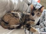 Classy - Domestic Kitten For Sale - Macungie&comma; PA&comma; US