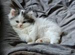 Little Puff - Scottish Straight Kitten For Sale - NH&comma; US