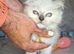 Ragdoll kitten REDUCED - Ragdoll Cat For Sale - 