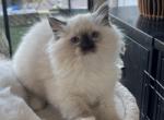 Stephan - Ragdoll Kitten For Sale - San Diego&comma; CA&comma; US