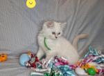 Reduced Ragdoll baby - Ragdoll Kitten For Sale - IN&comma; US
