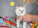 Reduced Ragdoll - Ragdoll Kitten For Sale - IN&comma; US