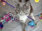 Ragdoll kitten - Ragdoll Kitten For Sale - IN&comma; US