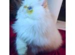 Diamond - Exotic Kitten For Sale - Nanty Glo&comma; PA&comma; US