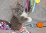 Ragdoll kitten lowered - Ragdoll Kitten For Sale - IN&comma; US