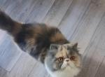 Cfa 7mo dilute calico kitten with haircut - Persian Kitten For Sale - Woodburn&comma; IN&comma; US