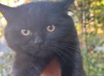 Pumpkin - British Shorthair Kitten For Sale - Tannersville&comma; NY&comma; US