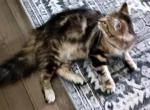 Siberian Kittens by Gerty and Jonsey - Siberian Kitten For Sale - Milan&comma; MI&comma; US