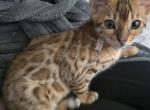 Bengal - Bengal Kitten For Sale - 