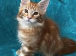 Boy V20 - Maine Coon Kitten For Sale - Virginia Bch&comma; VA&comma; US