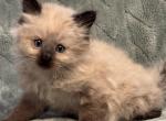 lucy - Ragdoll Kitten For Sale - Westfield&comma; MA&comma; US