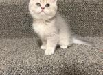 Lily - British Shorthair Kitten For Sale - 
