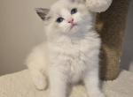 Bicolor Bueatiful Ragdoll - Ragdoll Kitten For Sale - Southwick&comma; MA&comma; US