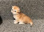Golden - British Shorthair Kitten For Sale - Bellevue&comma; WA&comma; US