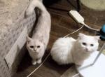 Flynn kilt Half off now - Minuet Cat For Sale - Elmhurst&comma; NY&comma; US