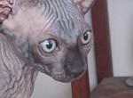 Duke - Sphynx Kitten For Sale - OH&comma; US