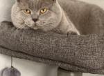 OSCAR - Scottish Straight Cat For Sale - Federal Way&comma; WA&comma; US