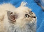 Tizzy female - Ragamuffin Kitten For Sale - Poplar Grove&comma; IL&comma; US