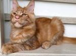 Rufus - Maine Coon Kitten For Sale - Miami&comma; FL&comma; US