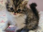 Kingston - Persian Kitten For Sale - Hagerstown&comma; MD&comma; US