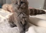 Adorable Blue Smoke Princess - Maine Coon Kitten For Sale - Tannersville&comma; PA&comma; US