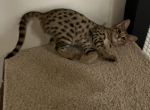 F2 Savannah Girl - Savannah Kitten For Sale - Vandalia&comma; OH&comma; US