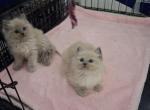 Ragdoll Kittens - Ragdoll Kitten For Sale - Delano&comma; CA&comma; US