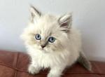 MILES - Siberian Kitten For Sale - Bonita Springs&comma; FL&comma; US