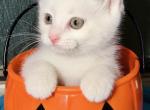 Pip squeak for Halloween - Maine Coon Kitten For Sale - Minden&comma; NV&comma; US