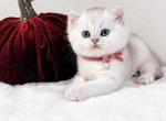 British Kittens - British Shorthair Kitten For Sale - Canyon Cntry&comma; CA&comma; US
