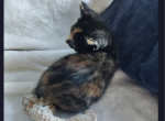 Mimi - Domestic Kitten For Adoption - 