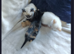 Mo - Domestic Kitten For Sale - 