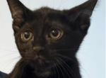Rayvin - Domestic Kitten For Adoption - Bronx&comma; NY&comma; US