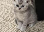 Hugo - Scottish Straight Kitten For Sale - Citrus Heights&comma; CA&comma; US