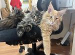 Kiko - Maine Coon Kitten For Sale - Boston&comma; MA&comma; US
