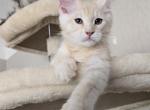 Sadie's kitten - Maine Coon Kitten For Sale - 