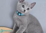 Waldus - Russian Blue Kitten For Sale - Pembroke Pines&comma; FL&comma; US