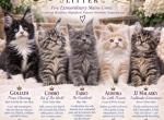 Litter THE CR&Egrave;ME DE LA CR&Egrave;ME LITTER - Maine Coon Kitten For Sale - Wilton&comma; CA&comma; US