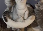 Scottish Straight Girl available for reservation - Scottish Straight Kitten For Sale - Lindenhurst&comma; NY&comma; US